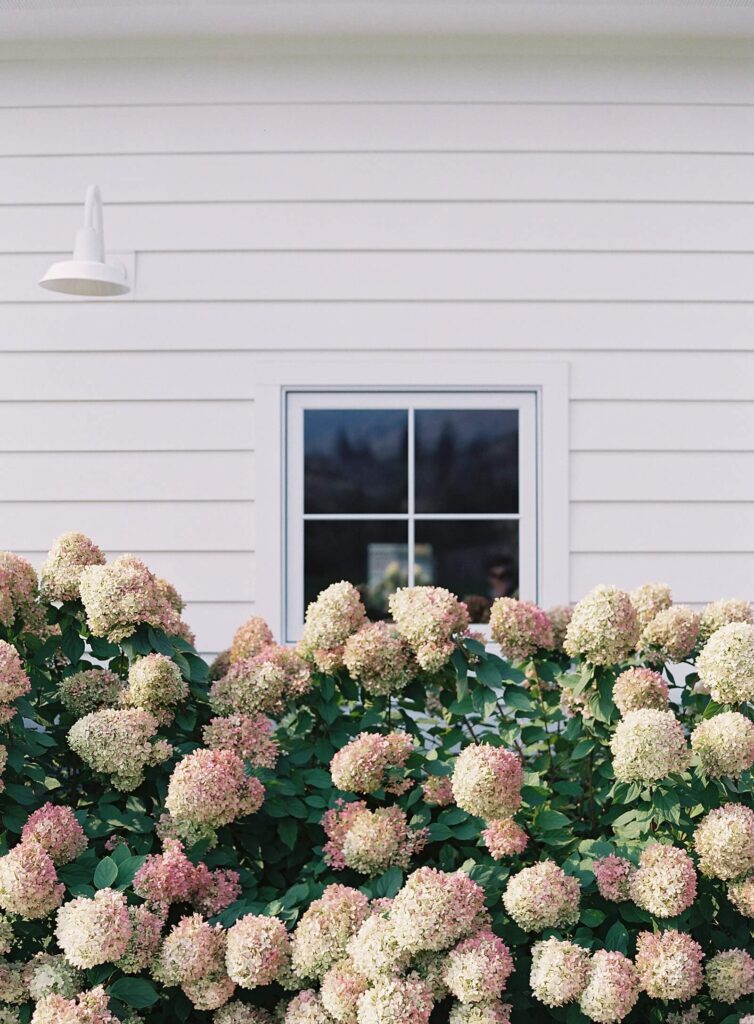 Close-up of pink and cream hydrangea bushes in full bloom against the white siding of the venue at a Harmony Meadows wedding.