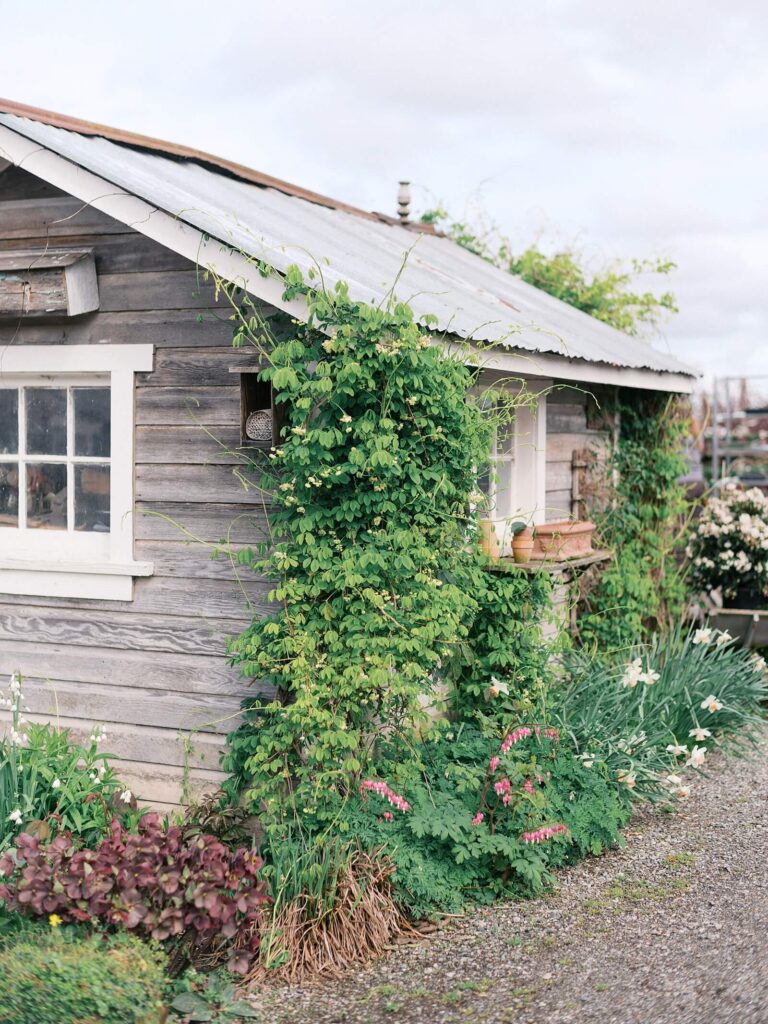 Spring Engagement Session in Skagit Valley, WA | Christianson's Nursery | Jacqueline Benét Photography